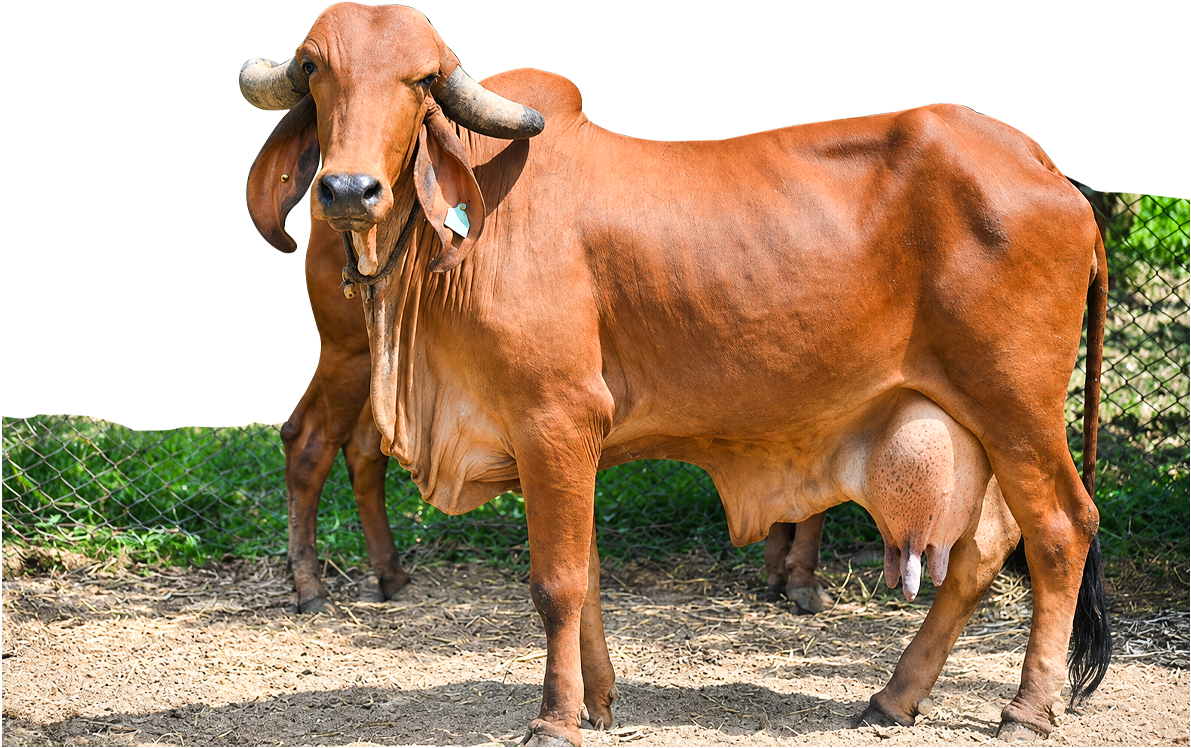 Traditionally Made (Bilona Method)